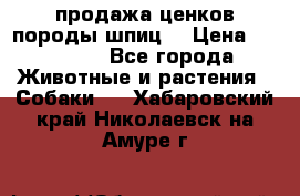 продажа ценков породы шпиц  › Цена ­ 35 000 - Все города Животные и растения » Собаки   . Хабаровский край,Николаевск-на-Амуре г.